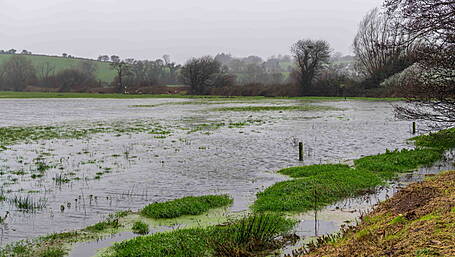 No grass for 80% in month of February Image