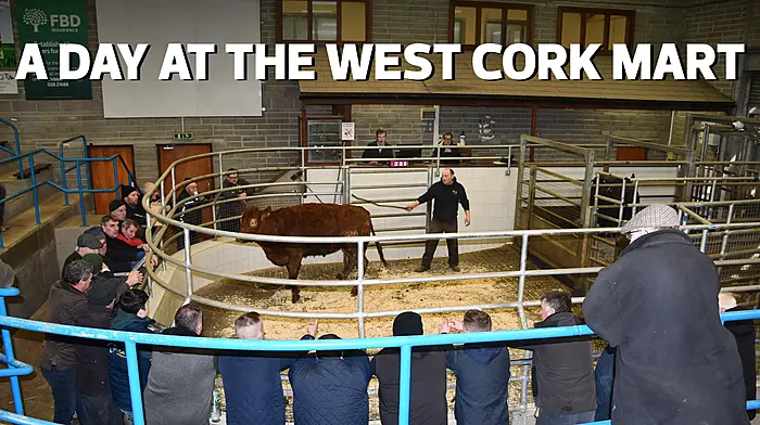 WEST CORK FARMING: A day at the West Cork mart Image