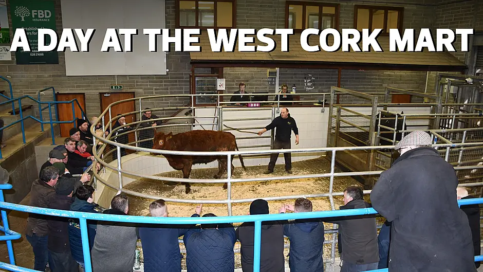 WEST CORK FARMING: A day at the West Cork mart Image