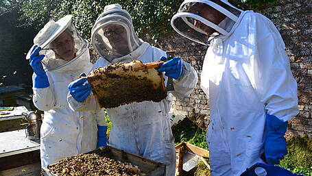 Buzz across West Cork ahead of annual beekeeping event Image