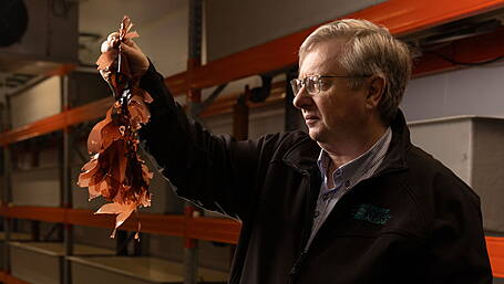 Beara business pioneering seaweed supplement range Image