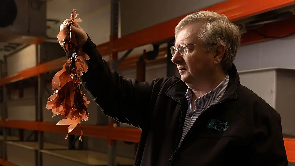 Beara business pioneering seaweed supplement range Image