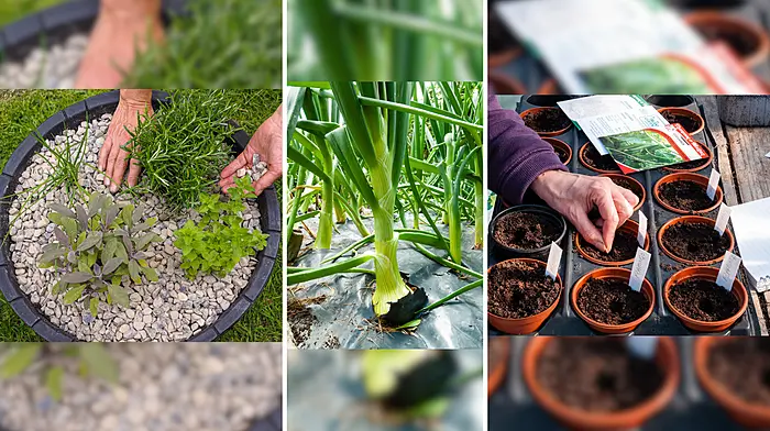 HOME AND GARDEN: 5 Reasons why mulch is a gardener’s best friend Image