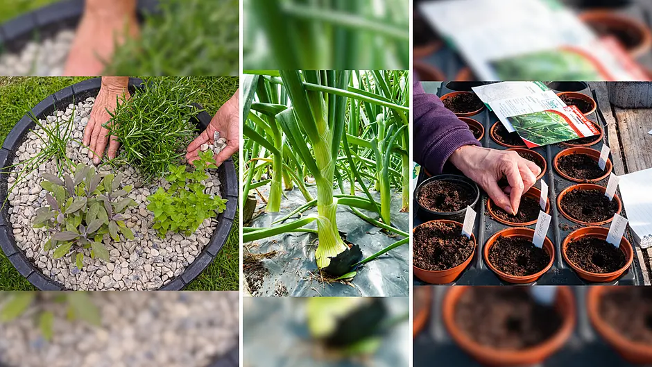 HOME AND GARDEN: 5 Reasons why mulch is a gardener’s best friend Image