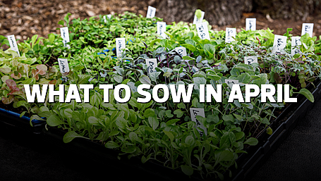 HOME & GARDEN: What to sow in April Image