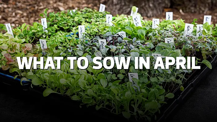 HOME & GARDEN: What to sow in April Image
