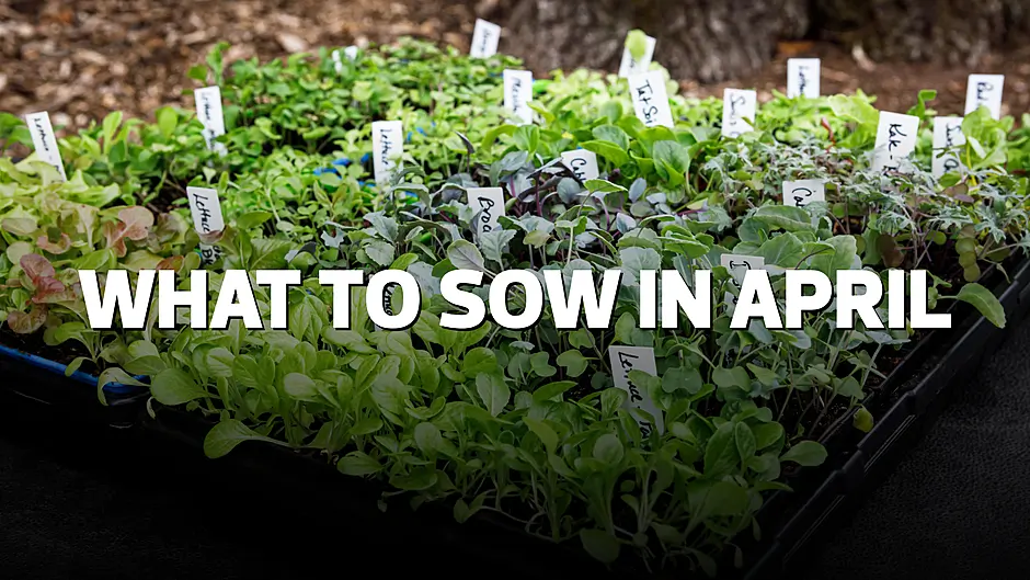 HOME & GARDEN: What to sow in April Image