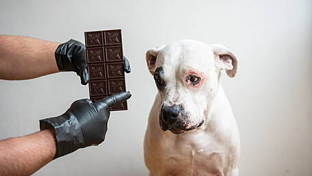 Dogs Trust issues Easter warning over chocolate toxicity in dogs Image