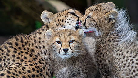 Fota reveal names for cheetah cubs after public vote Image