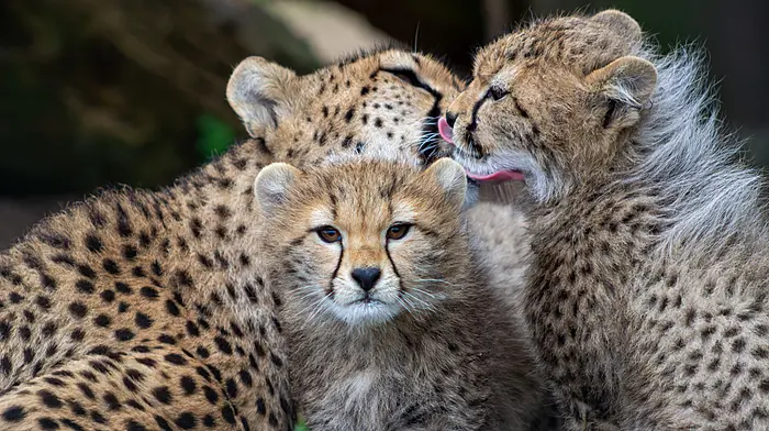Fota reveal names for cheetah cubs after public vote Image