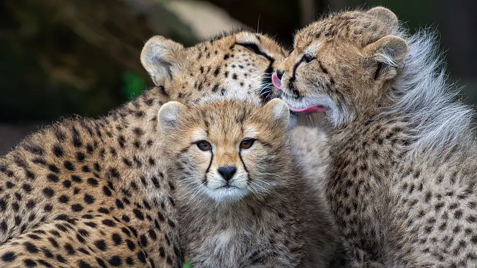 Fota reveal names for cheetah cubs after public vote Image