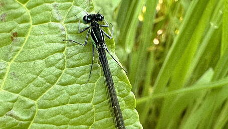 WILDLIFE: A lucky dip with Clonakilty pond life Image