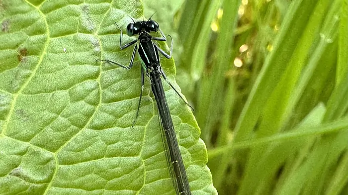 WILDLIFE: A lucky dip with Clonakilty pond life Image