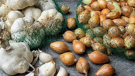 GARDENING: Autumn planting and preparing for the winter Image