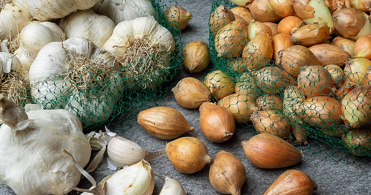 GARDENING: Autumn planting and preparing for the winter