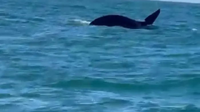 Video: Orca whales spotted off West Cork coast Image