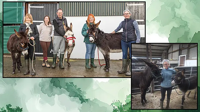 Beara Equine Support issues urgent appeal for foster homes across peninsula Image