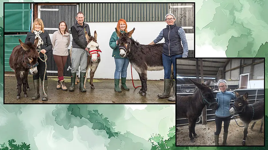Beara Equine Support issues urgent appeal for foster homes across peninsula Image