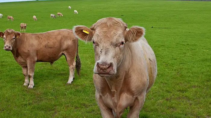 BUDGET 2027: Mixed response from farming organisations to Budget 2027 measures Image