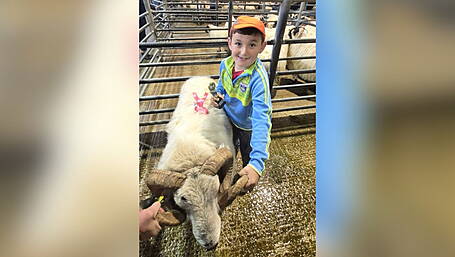 WATCH: Nine-year-old Beara boy builds his own flock of sheep in Eyeries Image