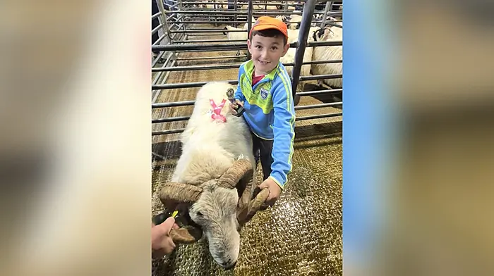 Nine-year-old Beara boy builds his own flock of sheep in Eyeries Image