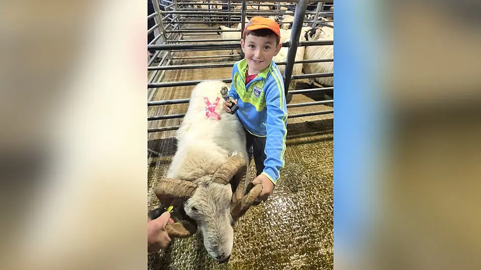 Nine-year-old Beara boy builds his own flock of sheep in Eyeries Image