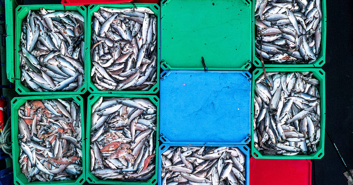 Investigation launched after farmed salmon found dead in Bantry finds ‘no issue’ of non-compliance