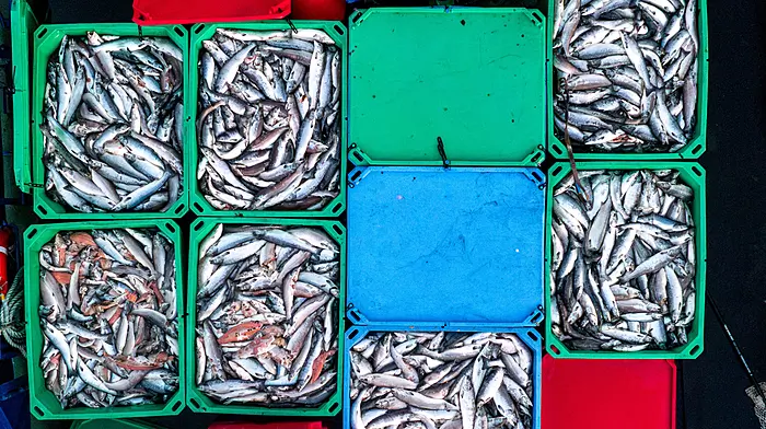 Investigation launched after farmed salmon found dead in Bantry finds ‘no issue’ of non-compliance Image