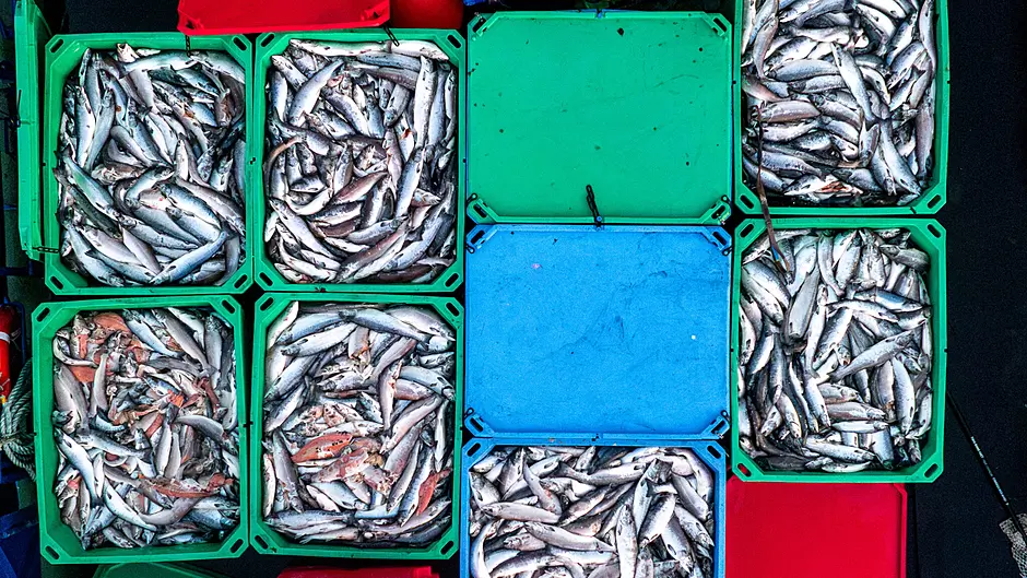 Investigation launched after farmed salmon found dead in Bantry finds ‘no issue’ of non-compliance Image