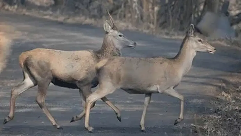 Deer mating season spells danger for Cork motorists Image