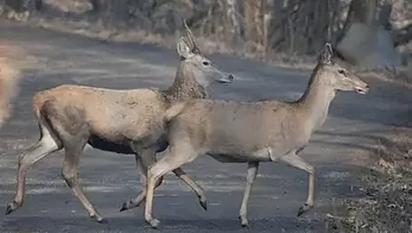 Deer mating season spells danger for Cork motorists Image