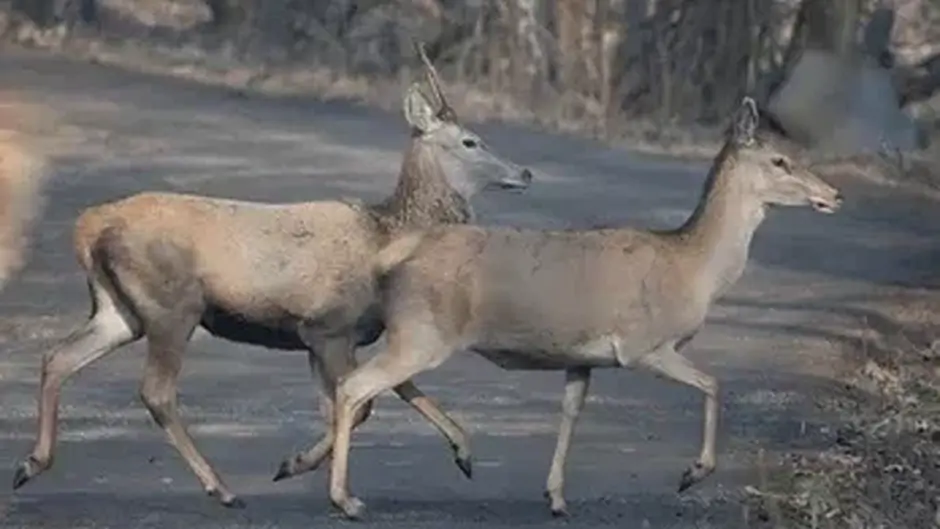 Crash caused by deer left Cork woman in hospital for fortnight Image