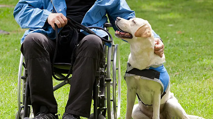 Ford launches test-drive fundraiser in Macroom and Cork city for Irish Guide Dogs Image