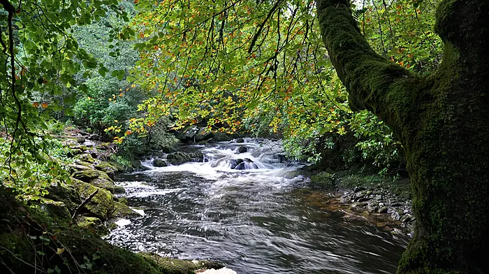 Ballylickey residents spend up to €30,000 on flood defenses as councillors call for river dredging Image