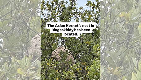 Asian Hornet nest located in Ringaskiddy Image