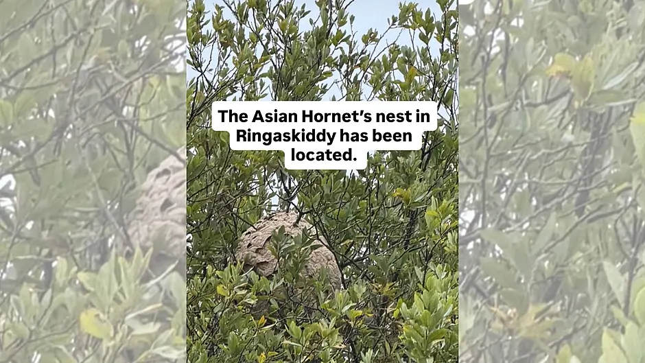 Asian Hornet nest located in Ringaskiddy Image