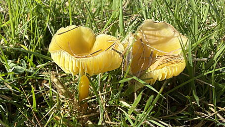 WILDLIFE: There could be hidden gold in your garden Image
