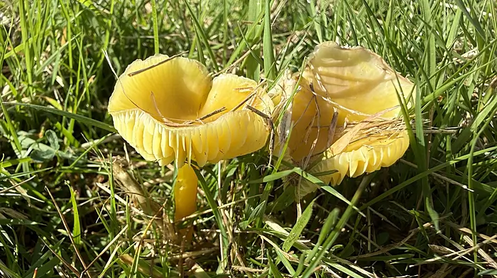 WILDLIFE: There could be hidden gold in your garden Image