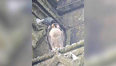 WATCH: Home to roost: Peregrine falcon makes surprise return to the bell tower of church in Clonakilty Image