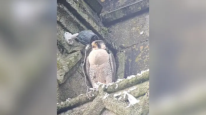WATCH: Home to roost: Peregrine falcon makes surprise return to the bell tower of church in Clonakilty Image