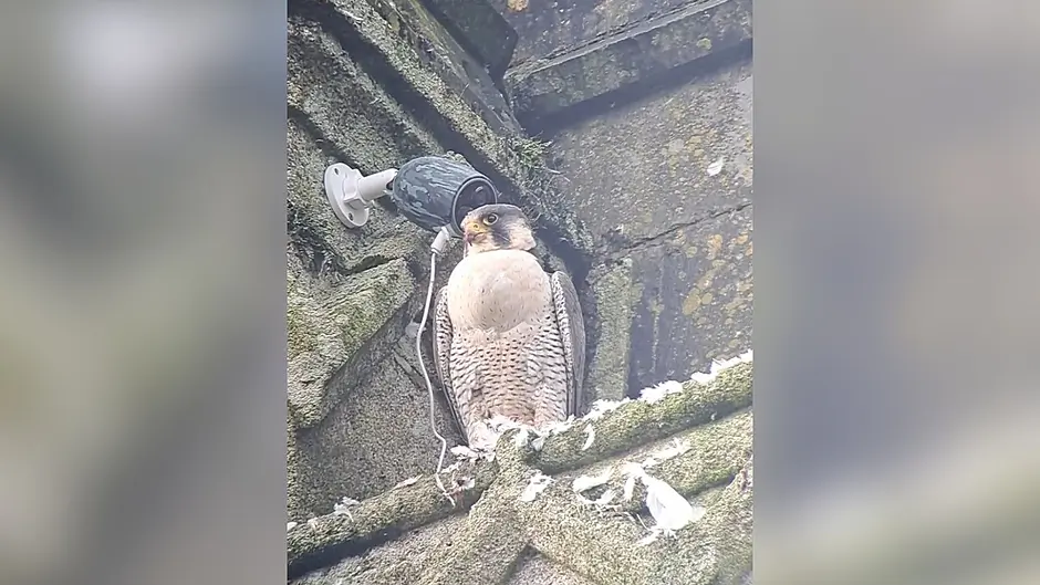 WATCH: Home to roost: Peregrine falcon makes surprise return to the bell tower of church in Clonakilty Image