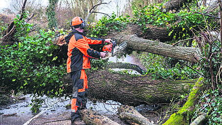 Cork County Council warned overhanging trees 