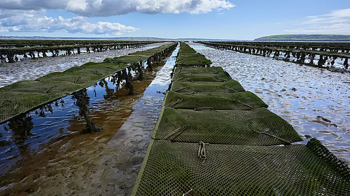 IFA Aquaculture welcomes €20m seafood budget boost but demands fair share Image