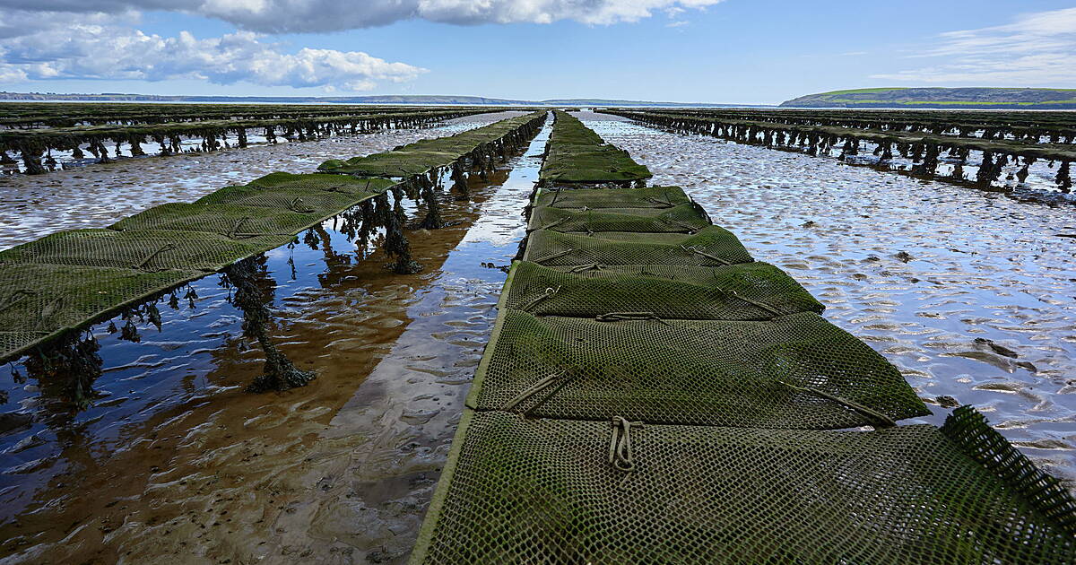 IFA Aquaculture welcomes €20m seafood budget boost but demands fair share