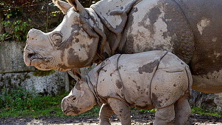 Fota Wildlife Park announces name of rare baby Rhino Image