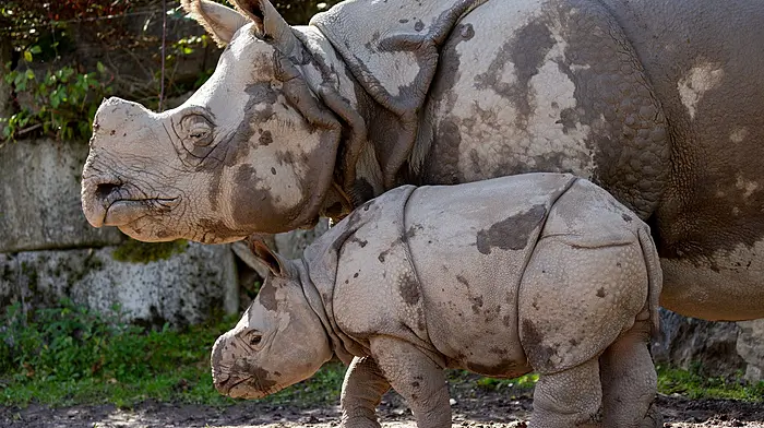 Fota Wildlife Park announces name of rare baby Rhino Image