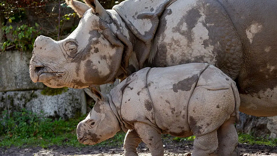Fota Wildlife Park announces name of rare baby Rhino Image