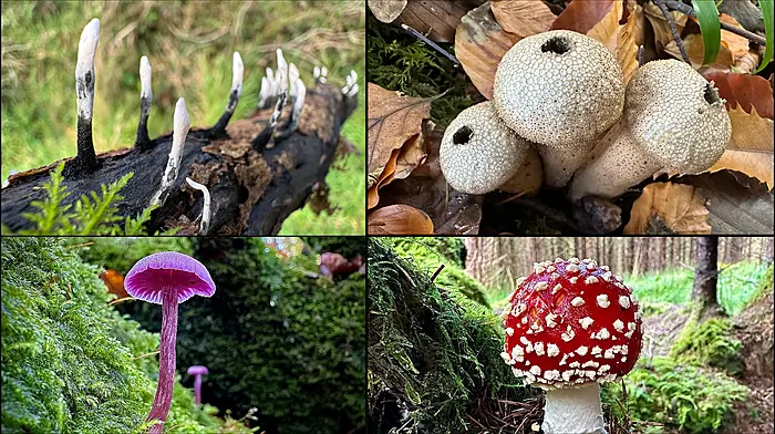 Mushroom marvels to find in West Cork Image