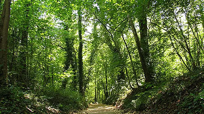 If you go down to the woods today – beware! Image