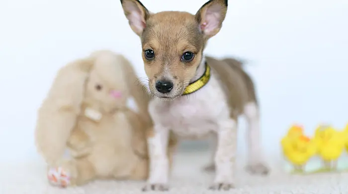 Chocolate Concerns for Canines Image